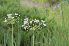 Attēlu rezultāti vaicājumam “Butomaceae”