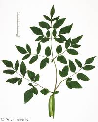 Attēlu rezultāti vaicājumam “Angelica sylvestris leaf”