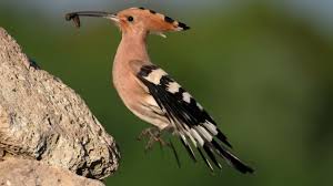 Attēlu rezultāti vaicājumam “Upupa epops adult”