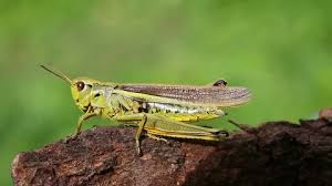 Attēlu rezultāti vaicājumam “Stethophyma grossum”