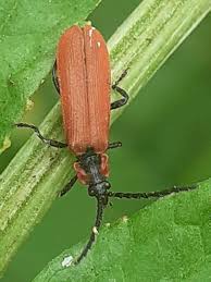 Attēlu rezultāti vaicājumam “Lygistopterus sanguineus”