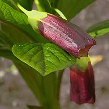 Attēlu rezultāti vaicājumam “Scopolia carniolica flower”