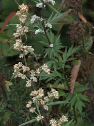 Attēlu rezultāti vaicājumam “Artemisia vulgaris flower”