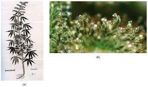 Attēlu rezultāti vaicājumam “Cannabis sativa”