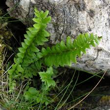 Attēlu rezultāti vaicājumam “Polystichum lonchitis”