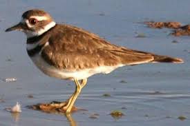Image result for Charadrius vociferus