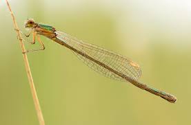 Attēlu rezultāti vaicājumam “Nehalennia speciosa”