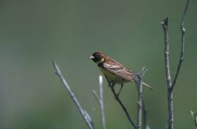 Image result for Emberiza aureola
