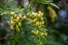 Attēlu rezultāti vaicājumam “Thuja plicata flower”