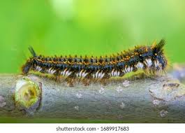 Attēlu rezultāti vaicājumam “Euthrix potatoria imago”