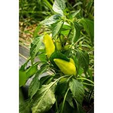Afbeeldingsresultaat voor thai yellow hot pepper