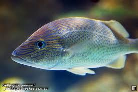 Image result for Haemulon plumierii