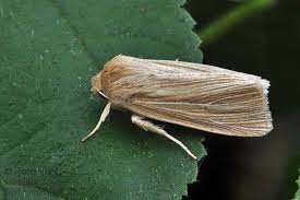 Attēlu rezultāti vaicājumam “Mythimna impura”