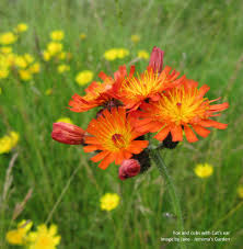 Attēlu rezultāti vaicājumam “Pilosella aurantiaca flower”