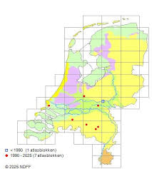 Attēlu rezultāti vaicājumam “Badhamia dubia”