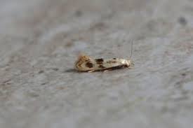 Attēlu rezultāti vaicājumam “Elachista maculicerusella”