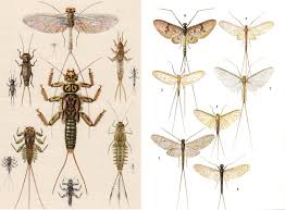 Attēlu rezultāti vaicājumam “Ephemeroptera”