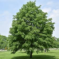 Attēlu rezultāti vaicājumam “Tilia cordata”