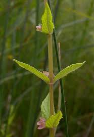 Attēlu rezultāti vaicājumam “Scutellaria galericulata leaf”