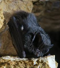 Attēlu rezultāti vaicājumam “Barbastella barbastellus”