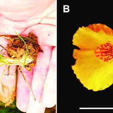 Attēlu rezultāti vaicājumam “Utricularia x neglecta bud”