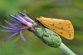 Attēlu rezultāti vaicājumam “Setina irrorella”