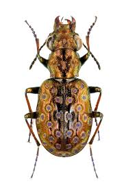 Attēlu rezultāti vaicājumam “Elaphrus cupreus”