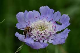 Image result for scabiosa caucasica