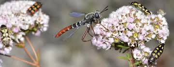 Attēlu rezultāti vaicājumam “Hymenoptera”