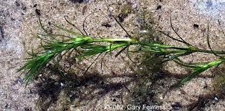 Attēlu rezultāti vaicājumam “Najadaceae”