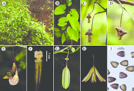 Attēlu rezultāti vaicājumam “Aristolochiaceae”
