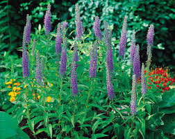 Attēlu rezultāti vaicājumam “Veronica spicata flower”