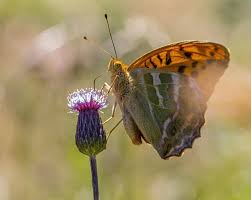 Attēlu rezultāti vaicājumam “Argynnis paphia larva”