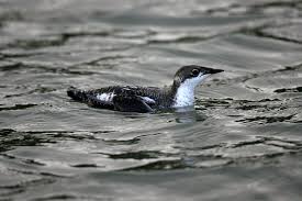 Image result for Brachyramphus perdix