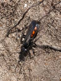 Attēlu rezultāti vaicājumam “Anoplius viaticus”