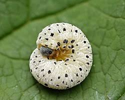 Attēlu rezultāti vaicājumam “Tenthredo scrophulariae exuvia”