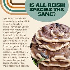 Attēlu rezultāti vaicājumam “Enteridium liceoides sessile”