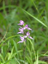 Attēlu rezultāti vaicājumam “Cephalanthera rubra”