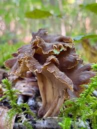 Attēlu rezultāti vaicājumam “Pseudocraterellus”