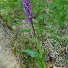 Attēlu rezultāti vaicājumam “Orchis mascula leaf”