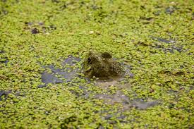 Attēlu rezultāti vaicājumam “Rana temporaria adult”