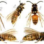 Attēlu rezultāti vaicājumam “Vespula rufa”