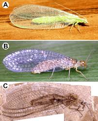 Attēlu rezultāti vaicājumam “Chrysopidae imago”