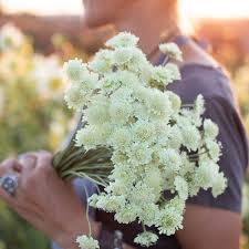 Attēlu rezultāti vaicājumam “Dactylorhiza ochroleuca flower”