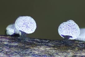 Attēlu rezultāti vaicājumam “Didymium verrucisporum macro”