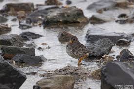 Attēlu rezultāti vaicājumam “Calidris maritima adult”