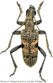 Attēlu rezultāti vaicājumam “Rhagium mordax”