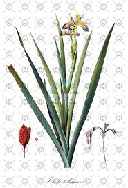 Attēlu rezultāti vaicājumam “Gladiolus imbricatus fruit”