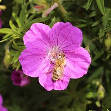 Attēlu rezultāti vaicājumam “Geranium sanguineum flower”