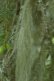 Attēlu rezultāti vaicājumam “Bryoria capillaris”